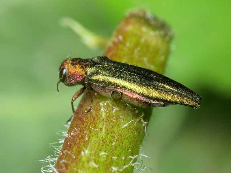 Agrilus viridis viridis (Linnaeus, 1758)